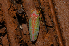 Gyponana octolineata
