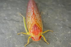 Gyponana gladia