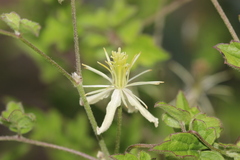 Clematis dioica