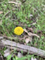 Craspedia variabilis