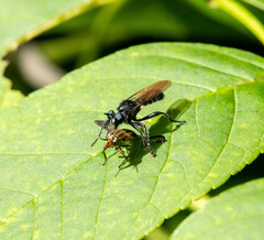 Laphria canis