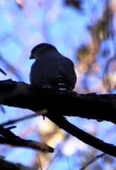Accipiter minullus