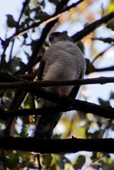 Accipiter minullus
