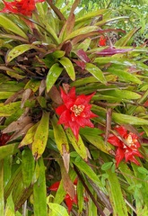 Guzmania