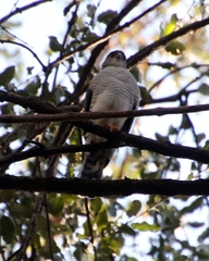 Accipiter minullus