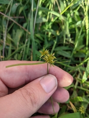 Cyperus