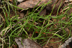 Equisetum scirpoides