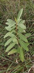 Asclepiadoideae