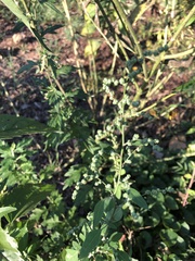 Chenopodium ficifolium