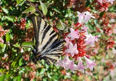 Iphiclides feisthamelii