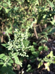 Chenopodium ficifolium