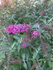 Buddleja