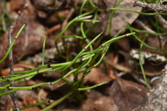 Equisetum scirpoides