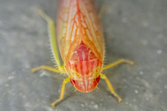 Gyponana gladia