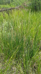 Triglochin maritima