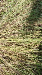 Sporobolus pumilus