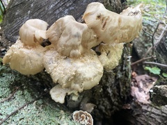 Bresadolia craterella