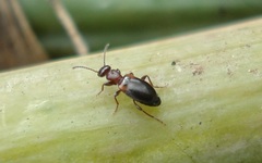 Omonadus floralis