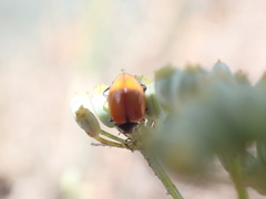 Hippodamia quinquesignata