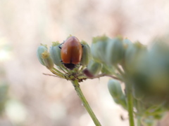 Hippodamia quinquesignata