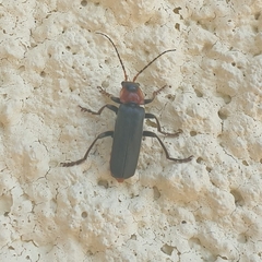 Cantharis fusca