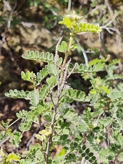 Eysenhardtia texana