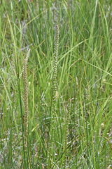 Triglochin maritima