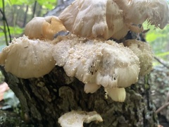 Bresadolia craterella