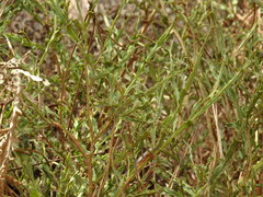 Genista tridentata
