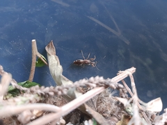 Reduviidae