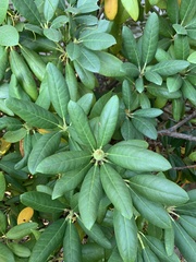 Rhododendron ponticum