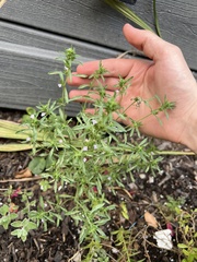 Satureja hortensis