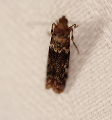 Ephestiopsis oenobarella