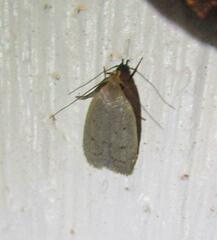 Inga obscuromaculella