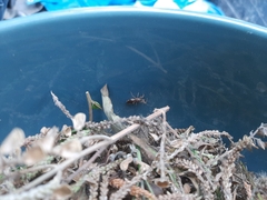 Reduviidae