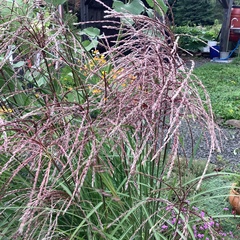 Miscanthus