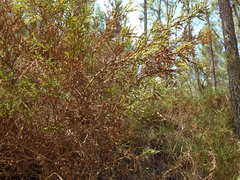 Genista tridentata
