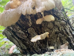 Bresadolia craterella