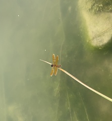Perithemis tenera