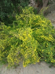 Tropaeolum brachyceras
