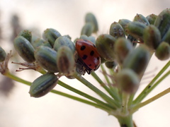 Hippodamia convergens