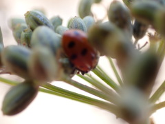 Hippodamia convergens