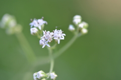 Florestina tripteris