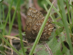 Callophrys eryphon