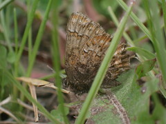 Callophrys eryphon