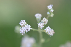 Florestina tripteris