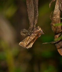Papaipema impecuniosa