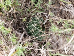 Hamatocactus setispinus