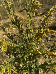 Solidago missouriensis
