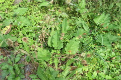 Arctium